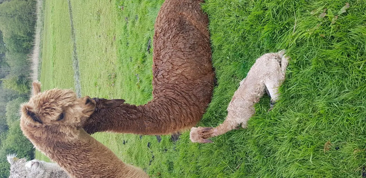 Hensting Alpacas photo 1
