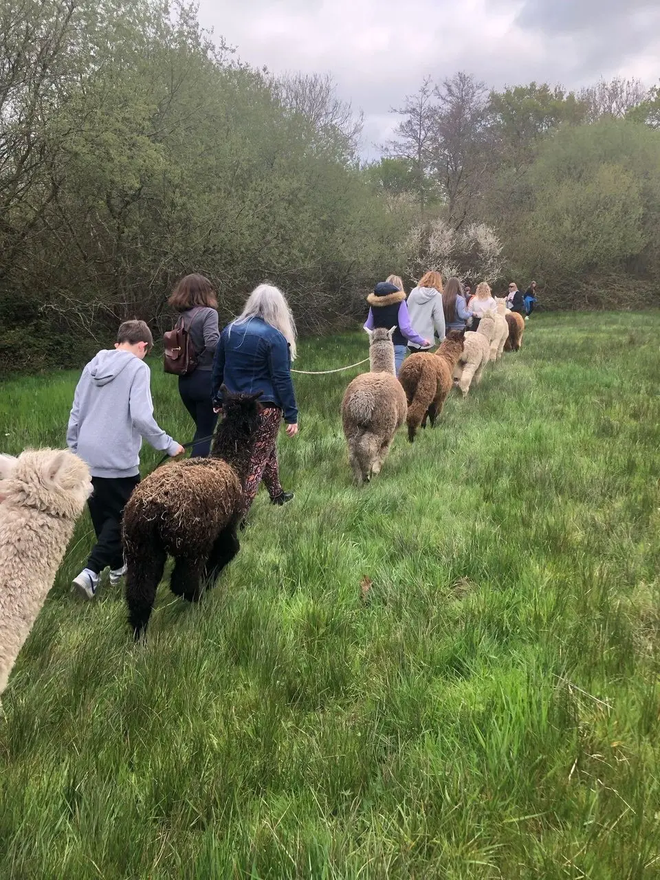 Hensting Alpacas photo 2