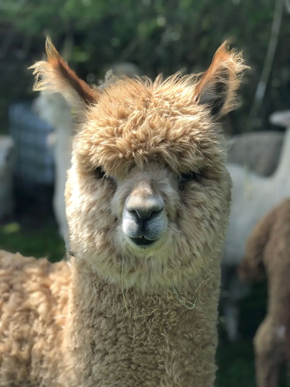 Hensting Alpacas photo 4