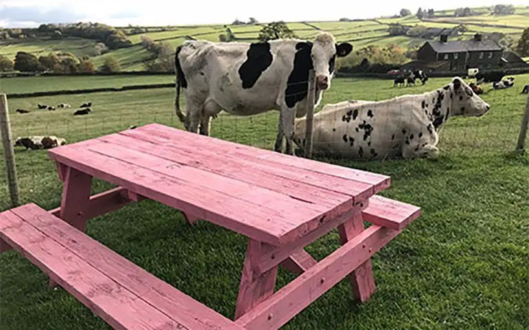Our Cow Molly main photo