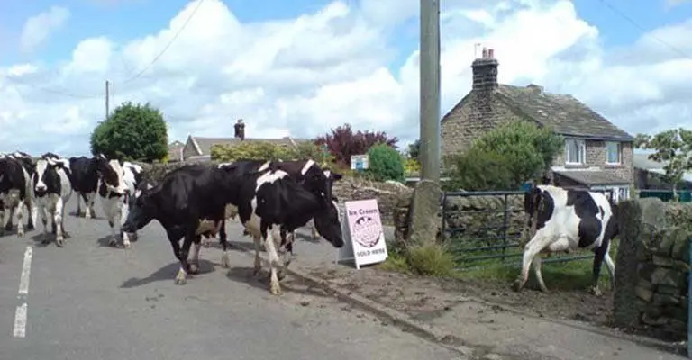 Our Cow Molly photo 1
