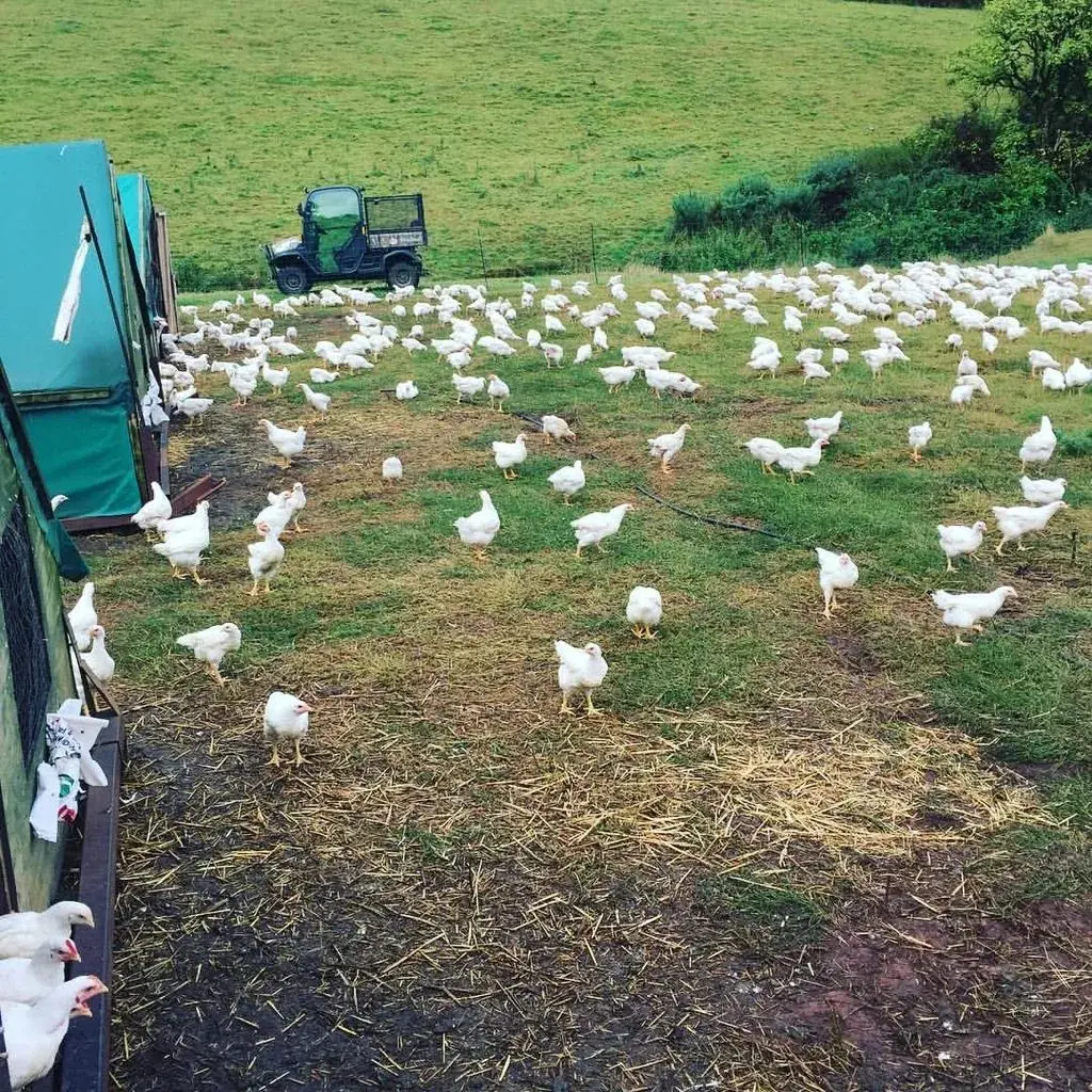 Springfield Poultry photo 1
