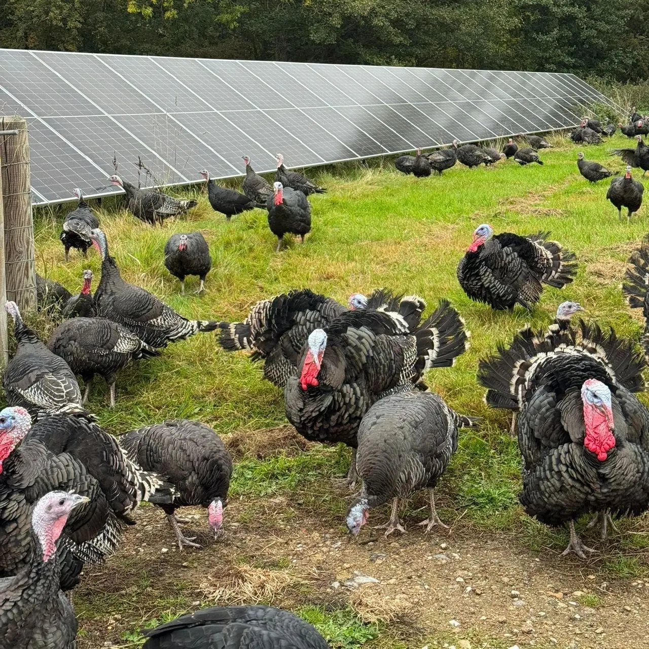 Morton's Farm (Morton's Traditional Taste Ltd) photo 2