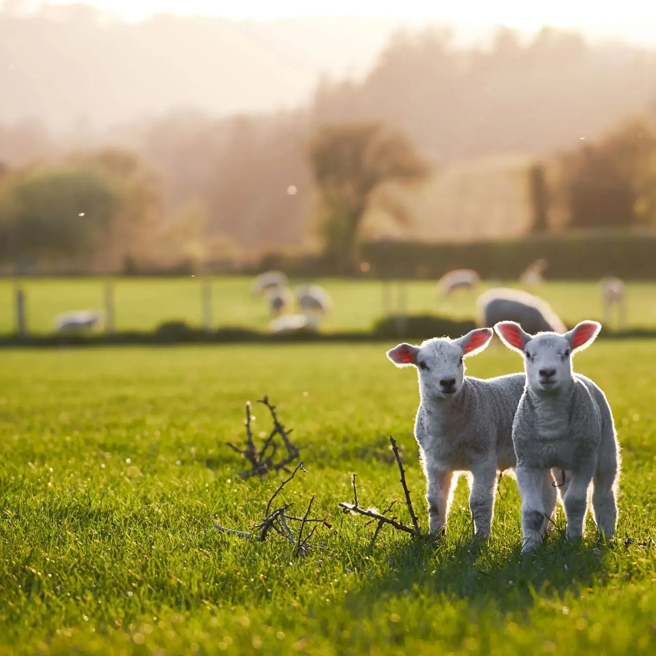 Morton's Farm (Morton's Traditional Taste Ltd) photo 3