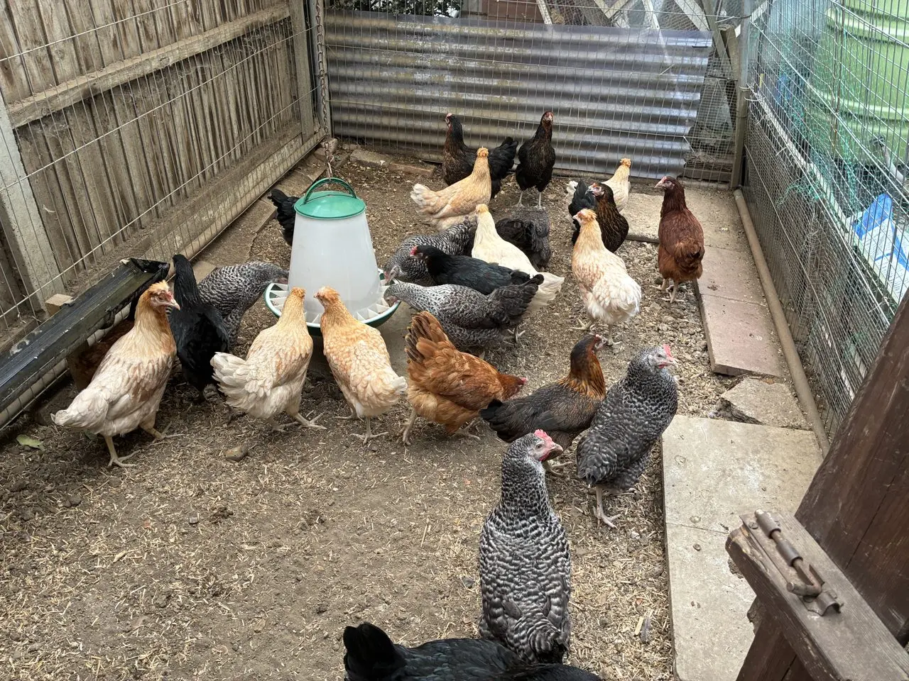 Charlotte's Chickens main photo