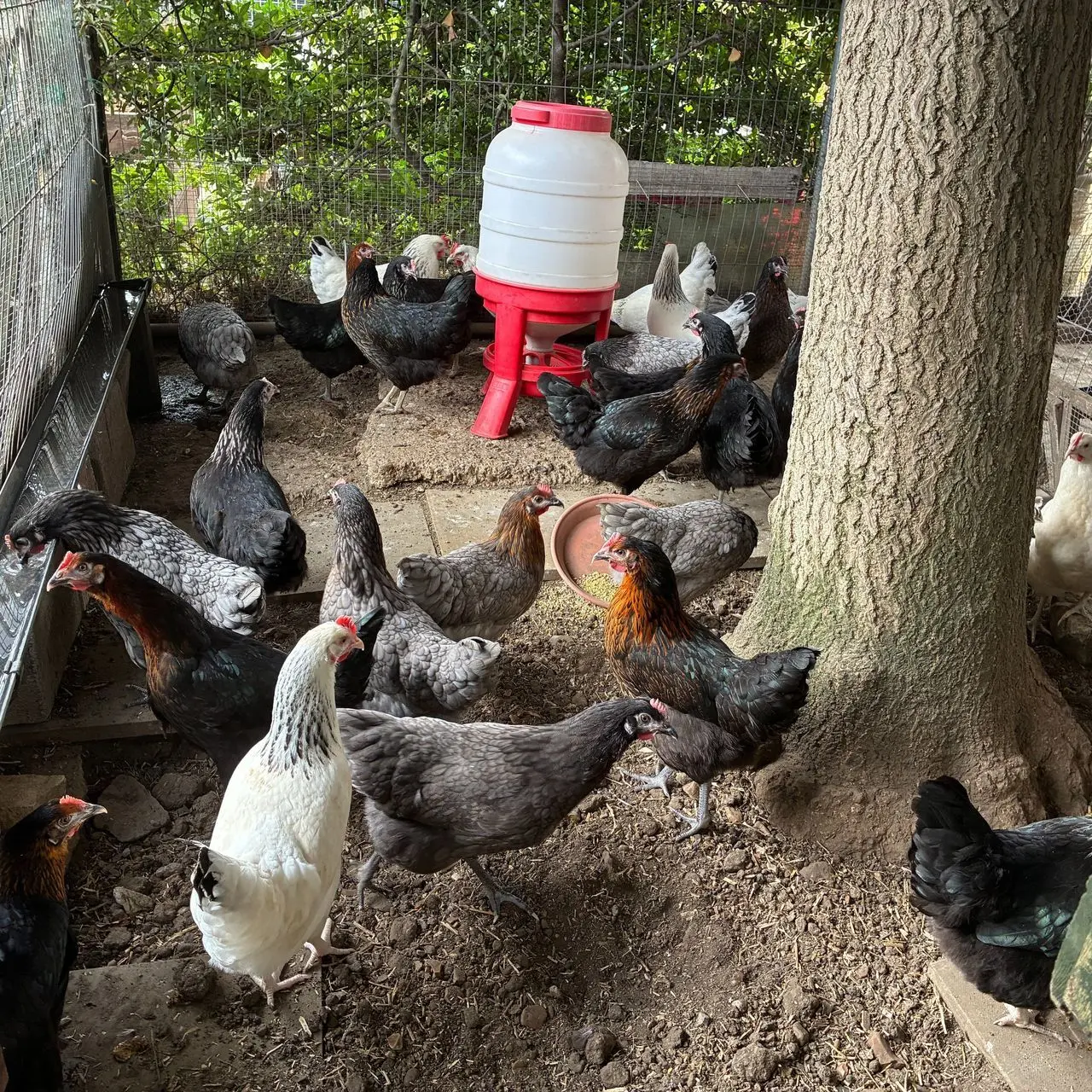 Charlotte's Chickens photo 2