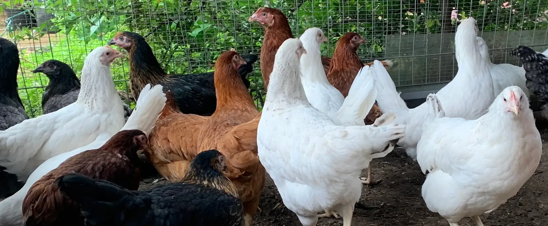 Charlotte's Chickens photo 4