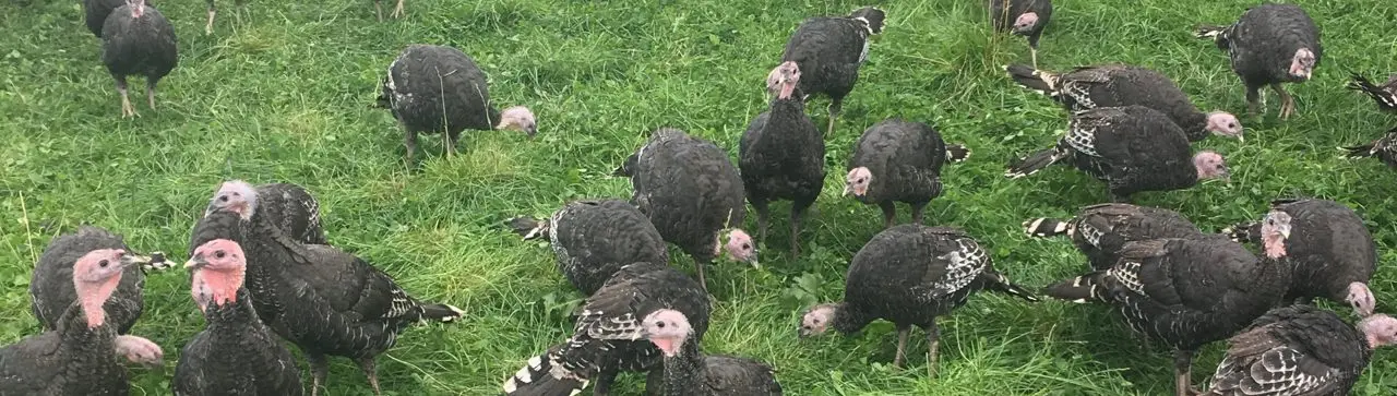 Northumberland Free Range Poultry main photo
