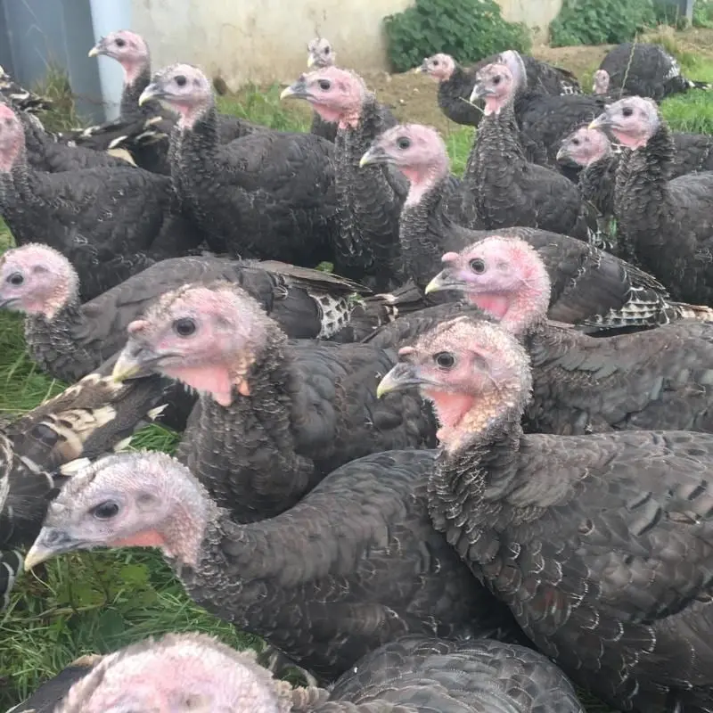 Northumberland Free Range Poultry photo 1