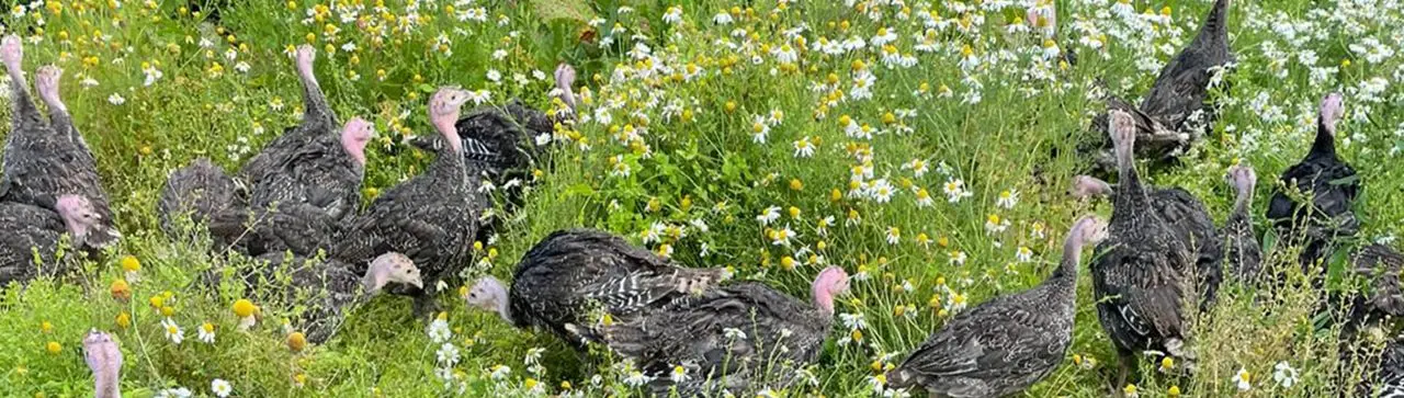 Northumberland Free Range Poultry photo 2