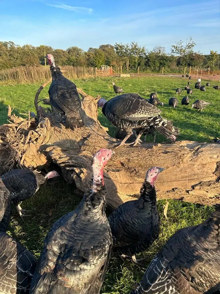 Northumberland Free Range Poultry photo 3