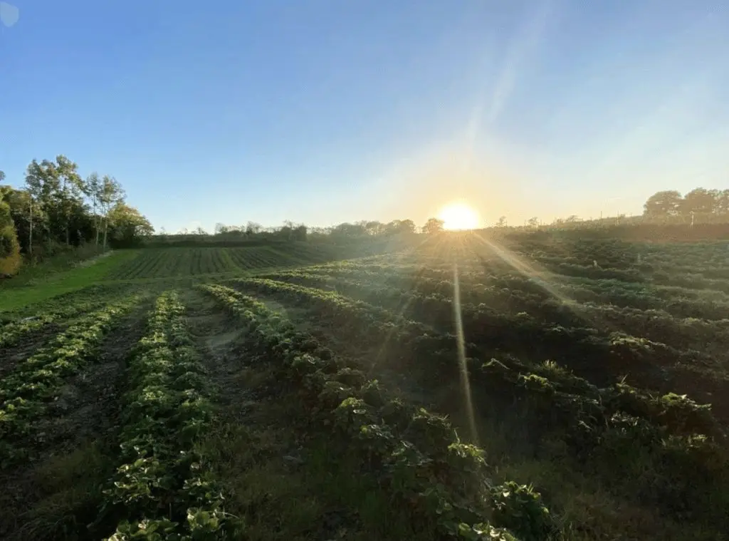 Maynards Farm photo 1