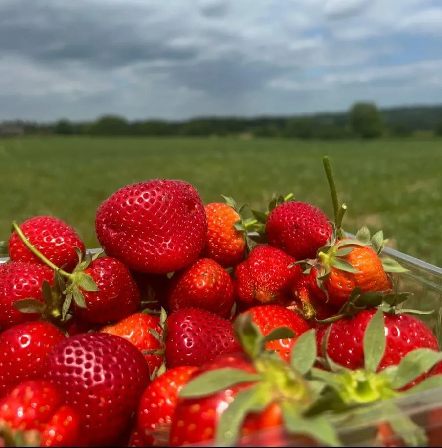 Maynards Farm photo 2