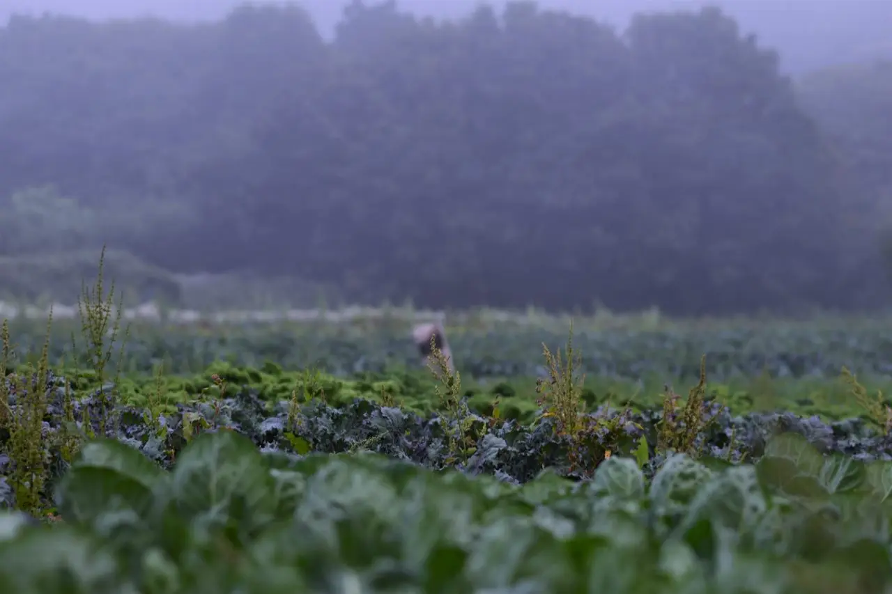 Cusgarne Organic Farm photo 4