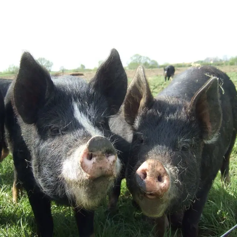 Field Farm Shop photo 4