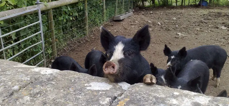 Gilcombe Farm Shop photo 2