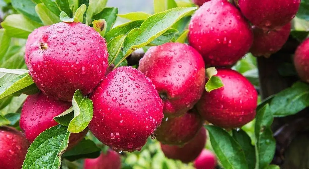 Four Elms Fruit Farm main photo