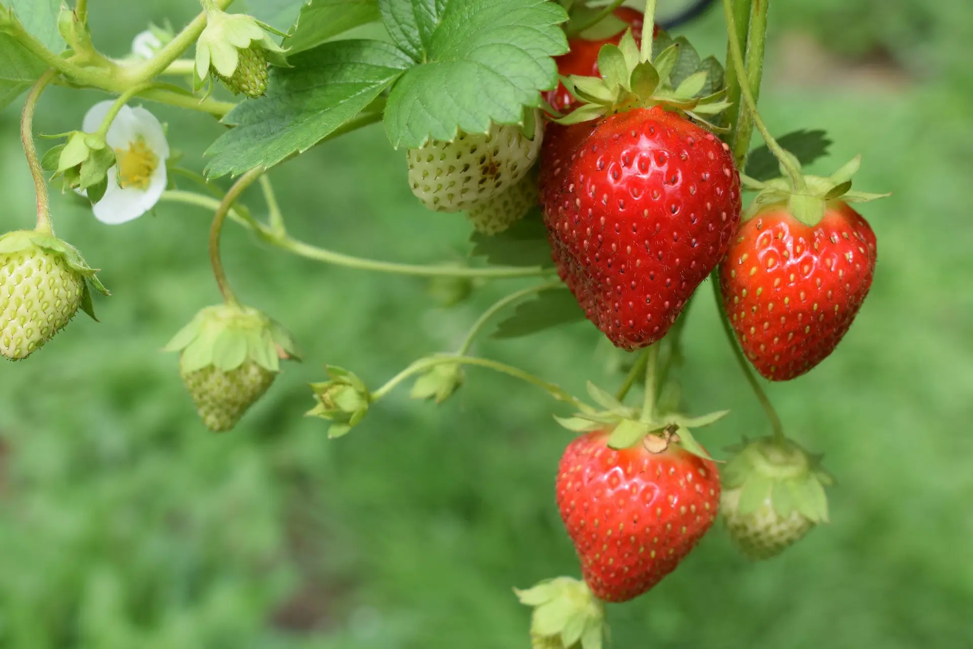 Bourne Valley PYO photo 4