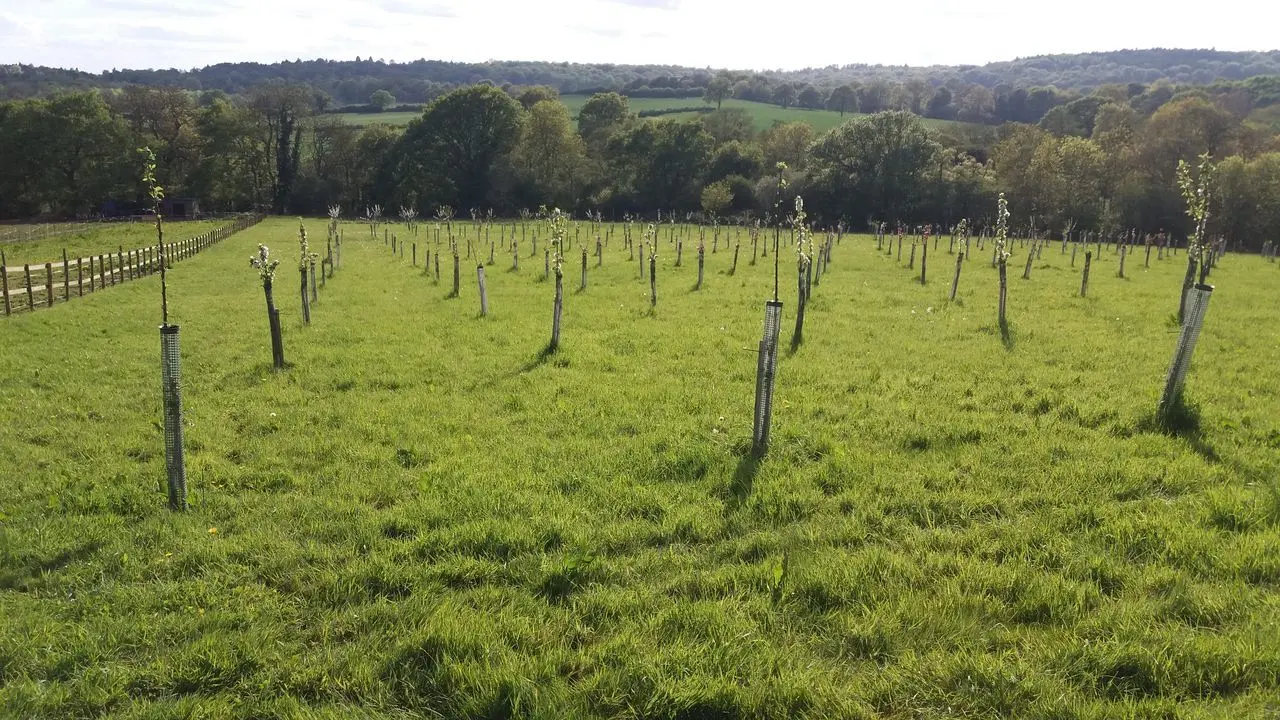 Fruitfields