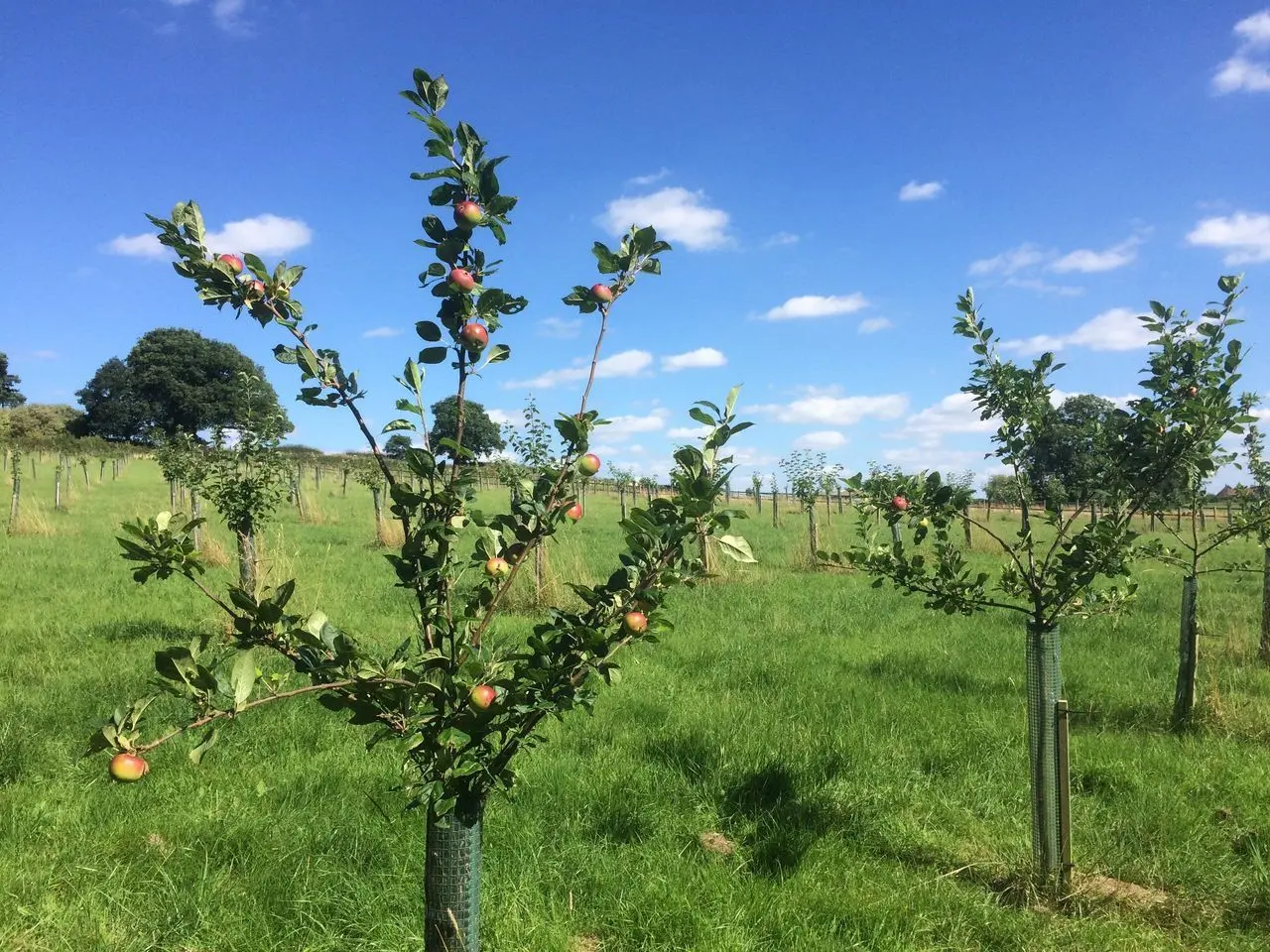 Fruitfields photo 1
