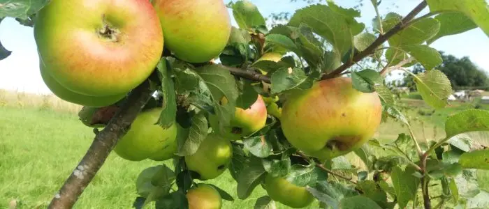 Fruitfields photo 3