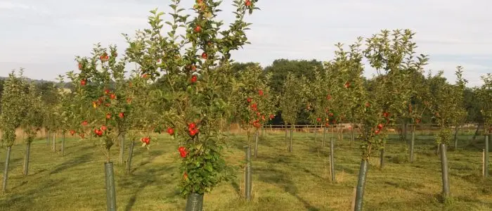 Fruitfields photo 4