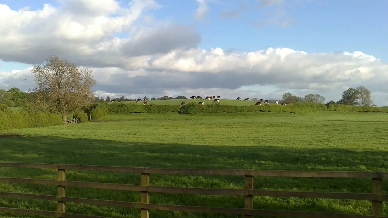 Cow Corner Milk main photo
