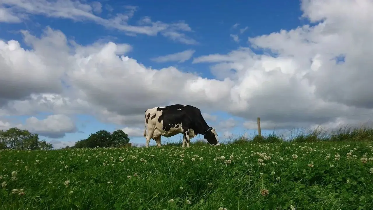 Cow Corner Milk photo 1