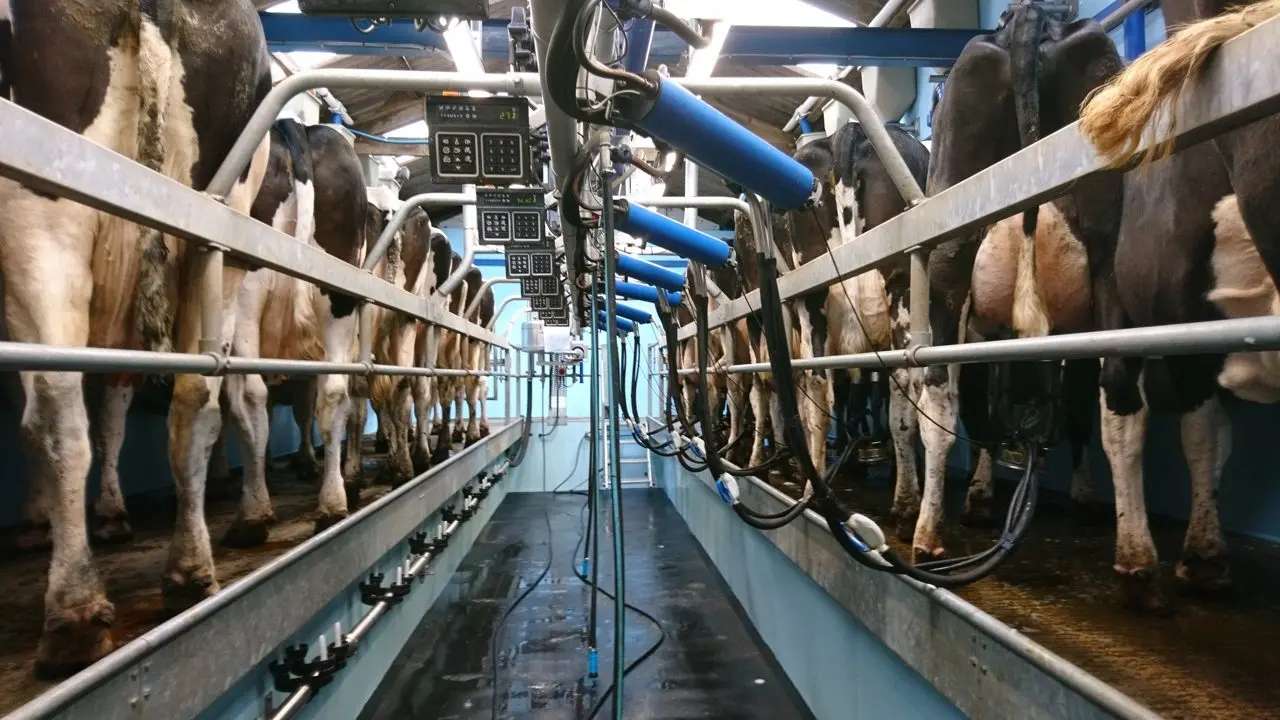 Cow Corner Milk photo 2
