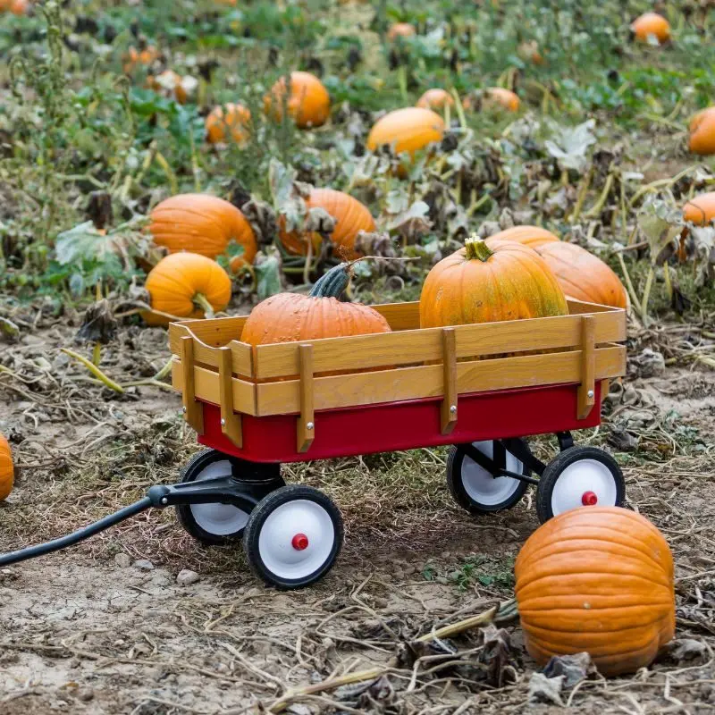 Erriot Wood Pumpkin Patch main photo