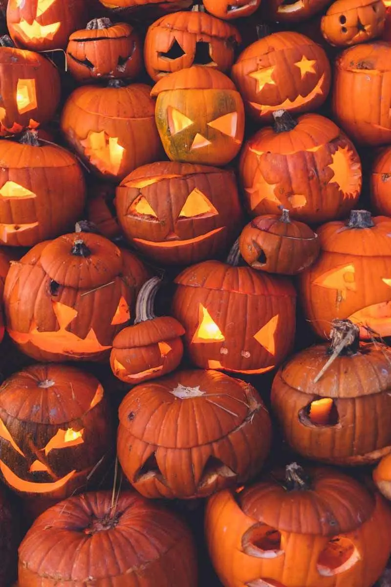 Erriot Wood Pumpkin Patch photo 4
