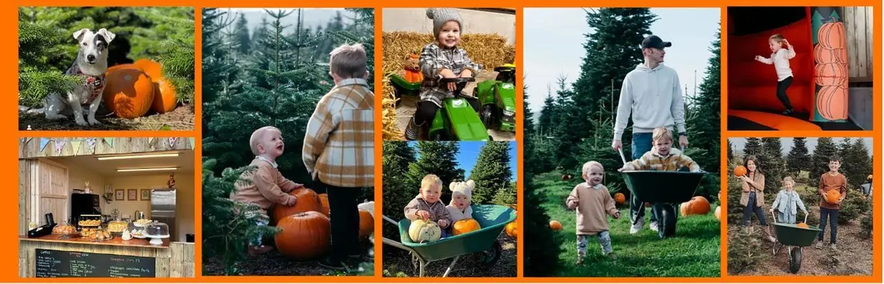 Pumpkins on T'Hill