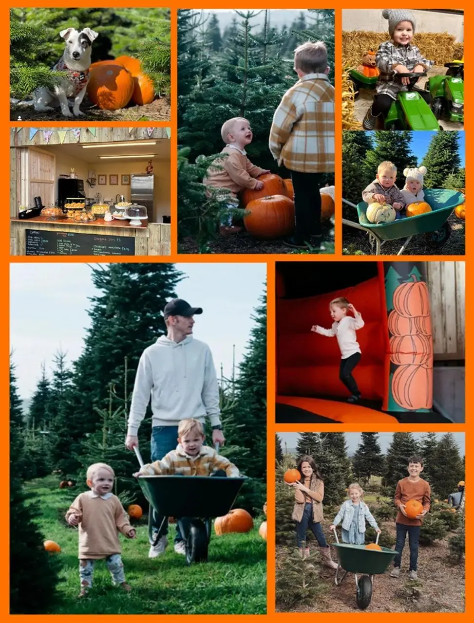 Pumpkins on T'Hill photo 1