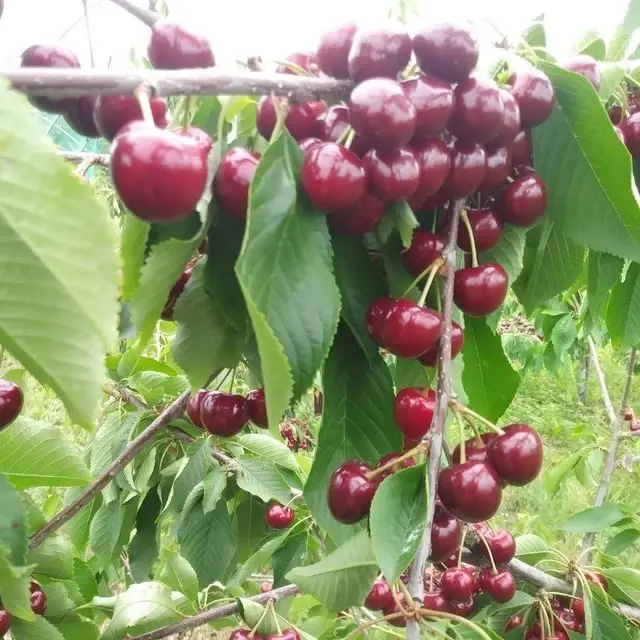 Heath Fruit Farm photo 1