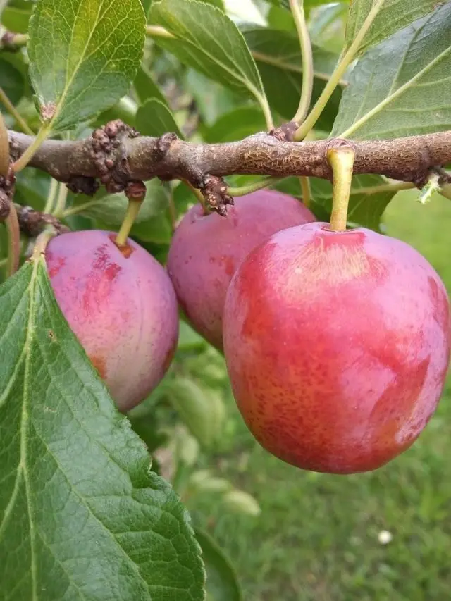 Heath Fruit Farm photo 3