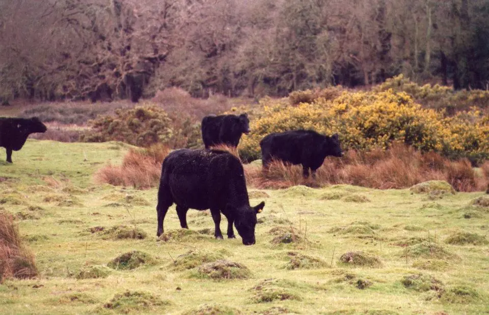 Three Harbours Beef