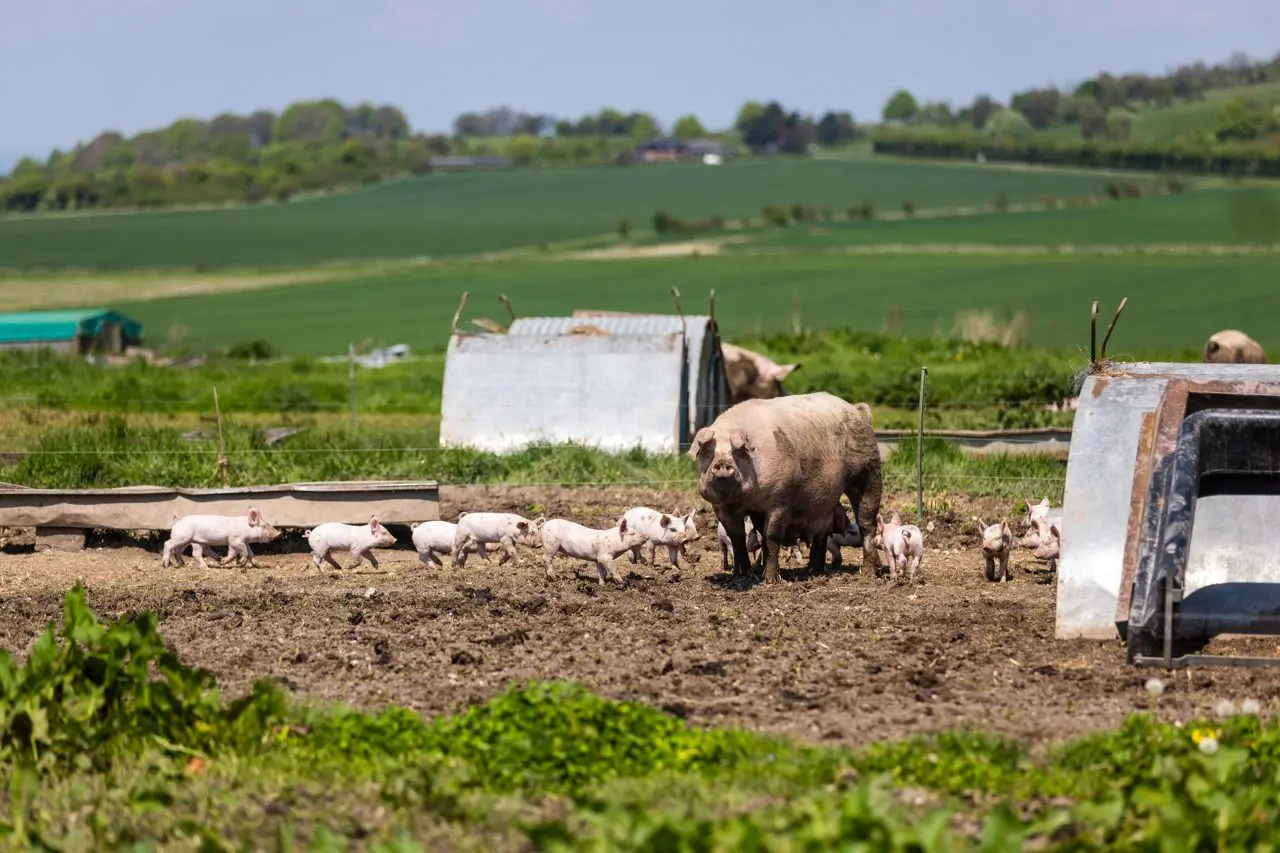 The Piggery Farm Shop main photo