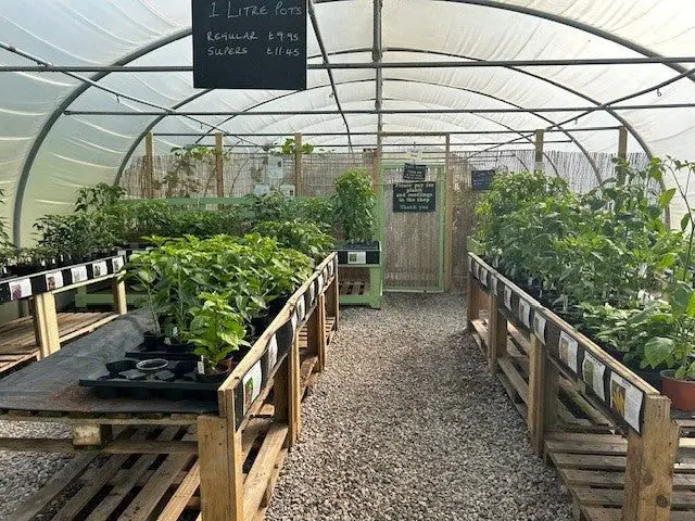 South Devon Chilli Farm photo 1