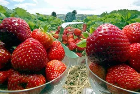 Shute Fruit and Produce photo 1