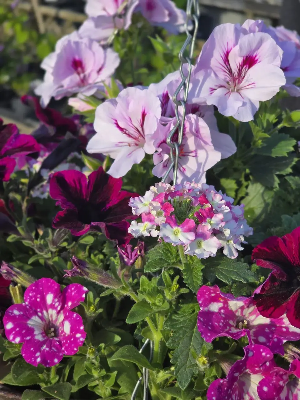 Thornes Garden Nursery & The Potting Shed Cafe photo 1