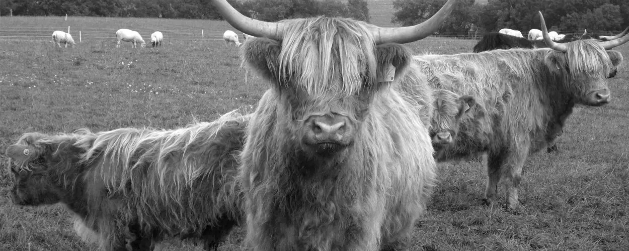 Waterloo Cottage Farm | Farm Shop & Butchery main photo