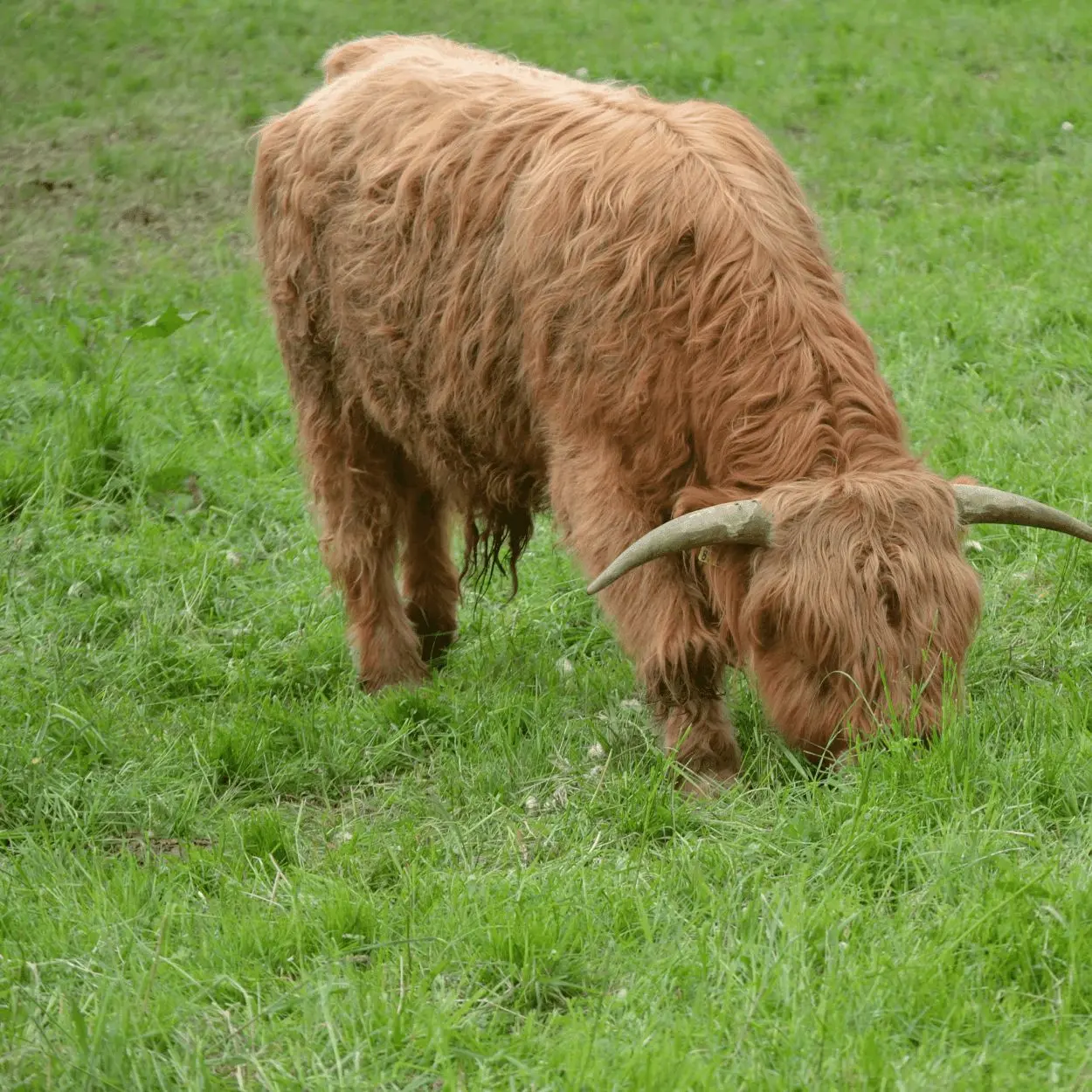 Waterloo Cottage Farm | Farm Shop & Butchery photo 1