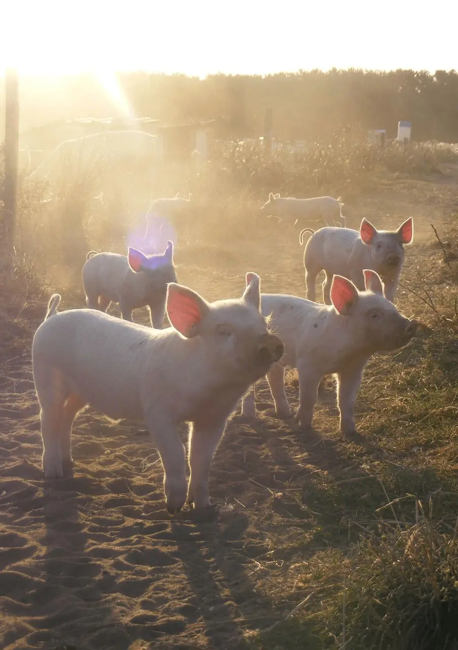 Trotters Pork Farm photo 1