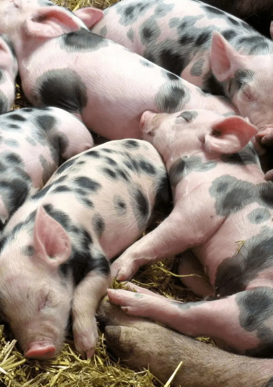Trotters Pork Farm photo 2