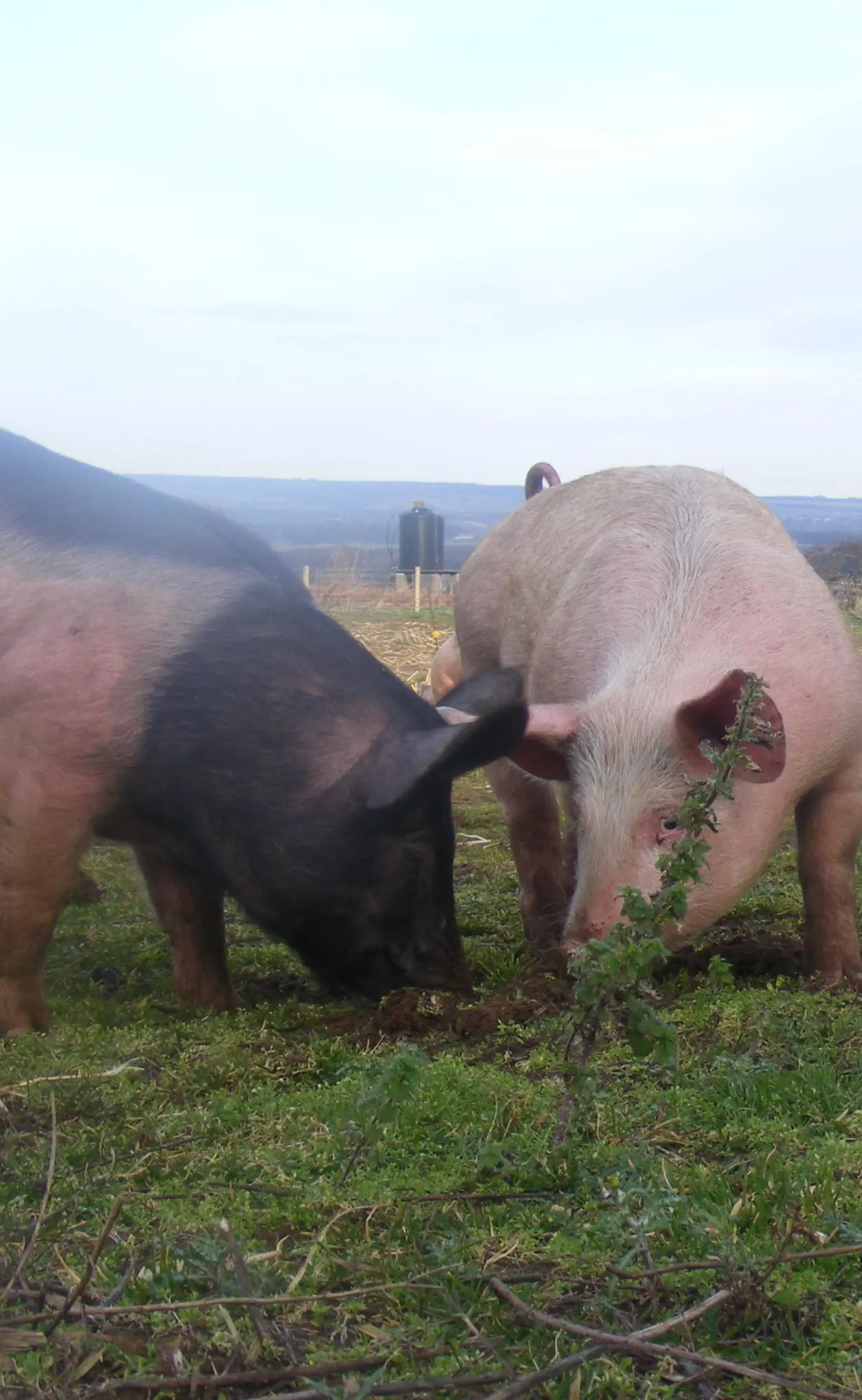 Trotters Pork Farm photo 3