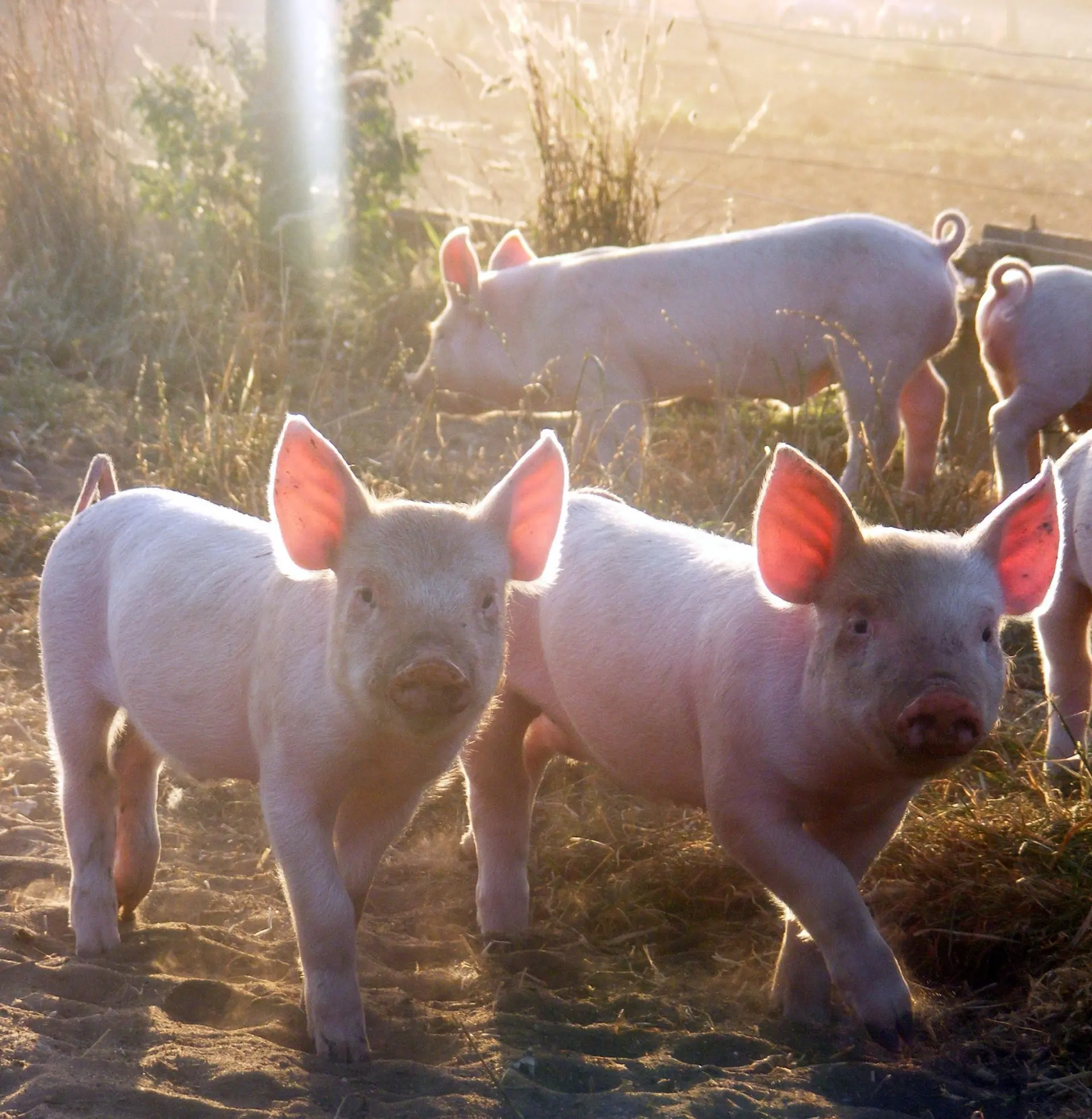 Trotters Pork Farm photo 4