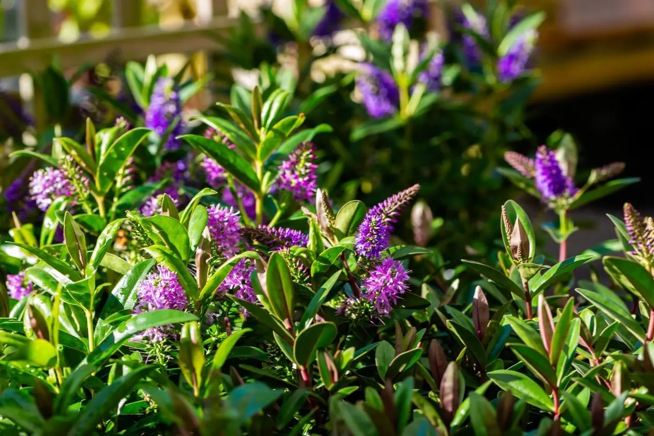 Berwick Garden Centre (Crabbies Garden Centres)