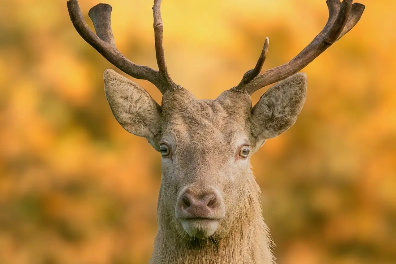 The Deer Park photo 1