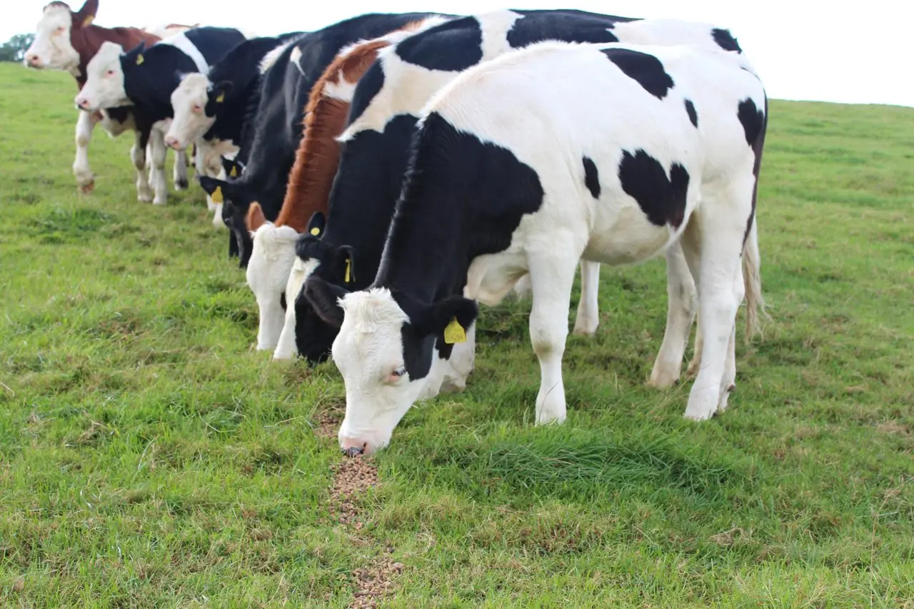 Vine Farm Dairy photo 4