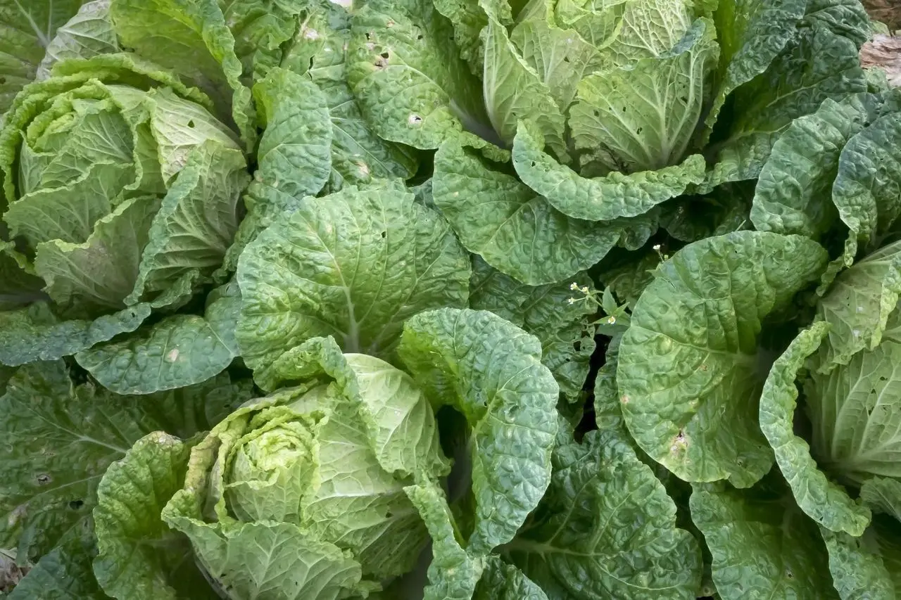 Eden Valley Produce Limited